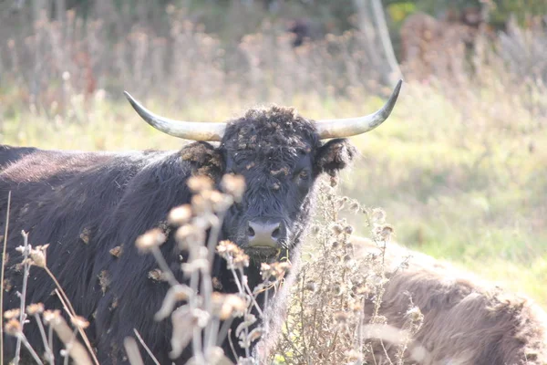 Cow, Long Hair Black — Stock Photo, Image