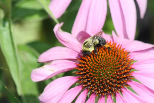 Stożek kwiat fioletowy z Bee — Zdjęcie stockowe
