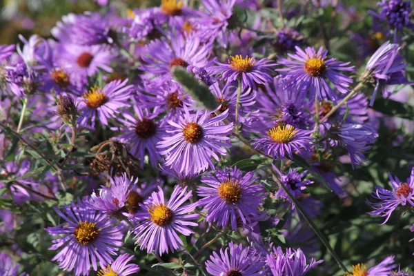 New England Aster   