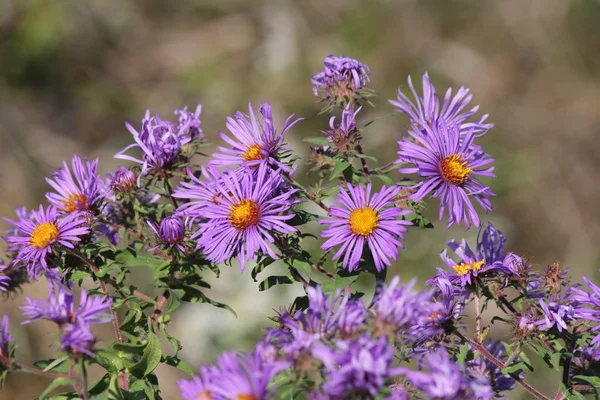 New England Aster — Foto Stock