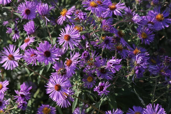 New England Aster — Foto Stock