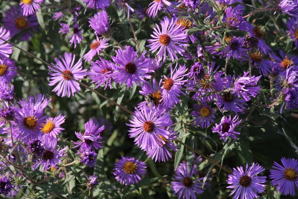 New England Aster — Foto Stock