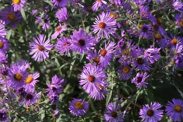 New England Aster   