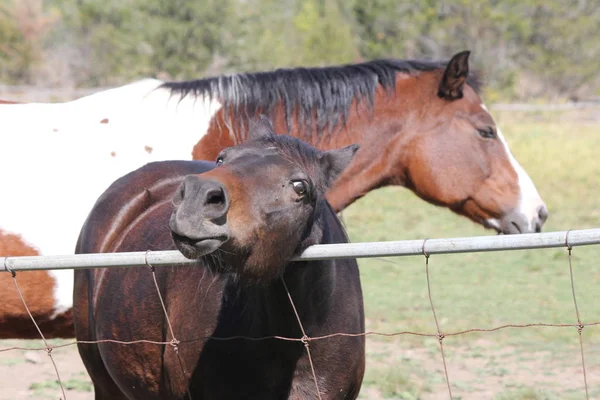 Caballo (marrón) Detrás de la cerca — Foto de Stock