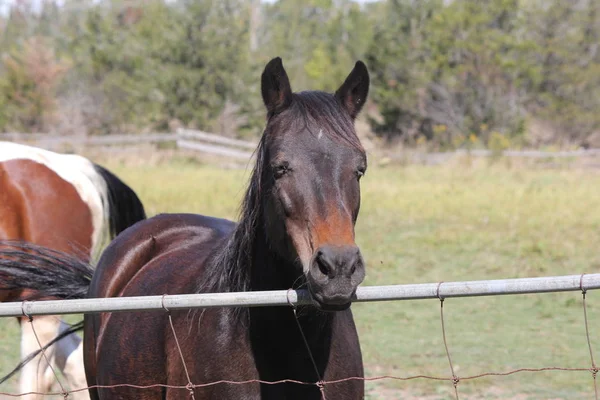 Horse (Brown) Behind Fence — Stock Photo, Image