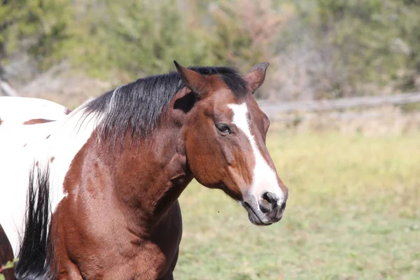 Horse (Pinto) in Corral — Stock Photo, Image