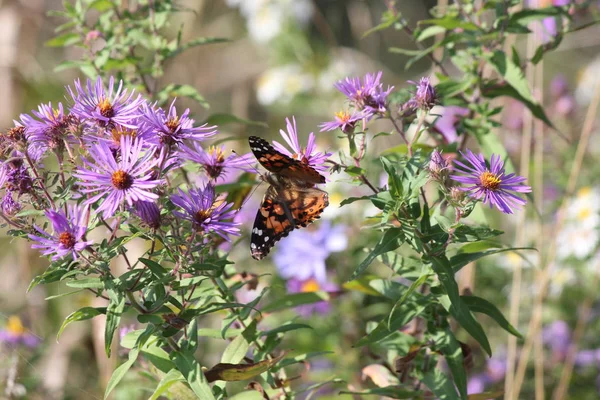 Mariposa dama pintada (Vanessa cardui) en New England Aster —  Fotos de Stock