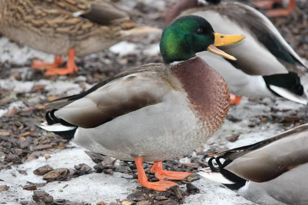 Mallard Drake Anas Platyrhynchos Staande Droge Grond — Stockfoto