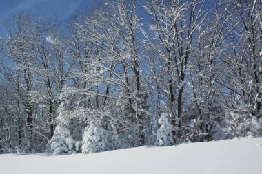 Kabarık beyaz kar iyi kullanılan karayolu boyunca ormanlık bir alanın tüm yeşillik ve zemin kapsayan.