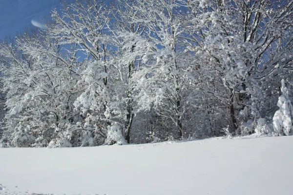 Пухнастий Білий Сніг Покриває Листя Землю Лісової Зони Вздовж Добре — стокове фото