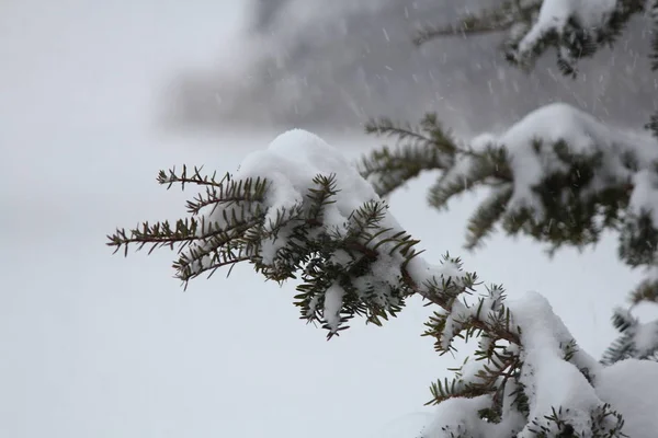 Snow Outer Branches Small Fir Tree Snow Storm — Stock Photo, Image