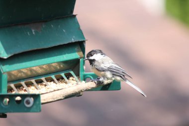 Siyah şapkalı bülbül (poecile atricapillus) üzerinde bir arka bahçesinde kuş besleyici. küçük, nonmigratory, Kuzey Amerika songbird 's. 