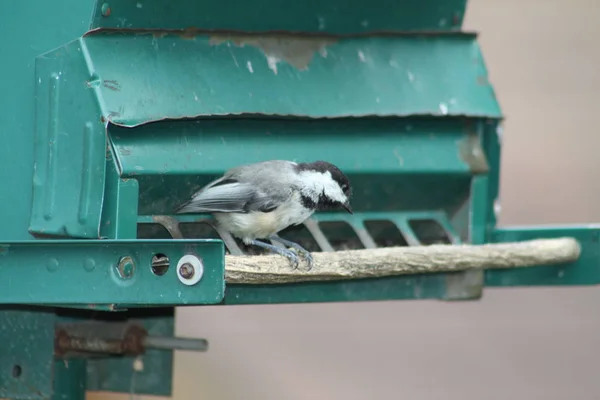 アメリカコガラ Poecile Atricapillus の裏庭の鳥の送り装置に それは小さく Nonmigratory 北米の鳴き鳥です — ストック写真
