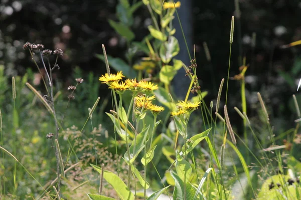 药用植物电兰 Inula 的黄色花或在森林区域前的空地上绽放的马气 — 图库照片