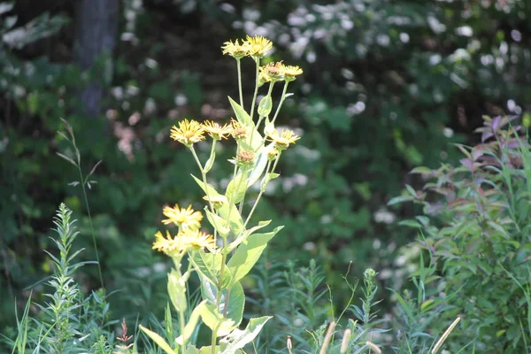 Жовті Квіти Лікарської Рослини Elecampane Inula Helenium Або Кінь Зцілення — стокове фото