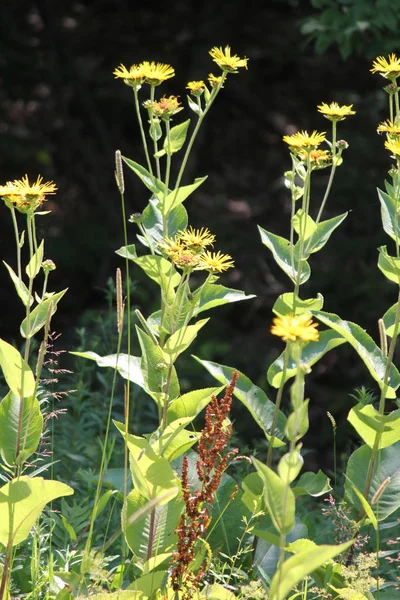 Tıbbi Bitki Elecampane Inula Helenium Çiçek Sarı Veya Iyileşmek Bloom — Stok fotoğraf