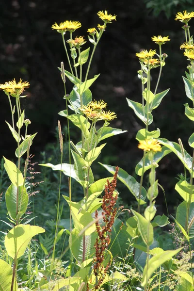 Tıbbi Bitki Elecampane Inula Helenium Çiçek Sarı Veya Iyileşmek Bloom — Stok fotoğraf