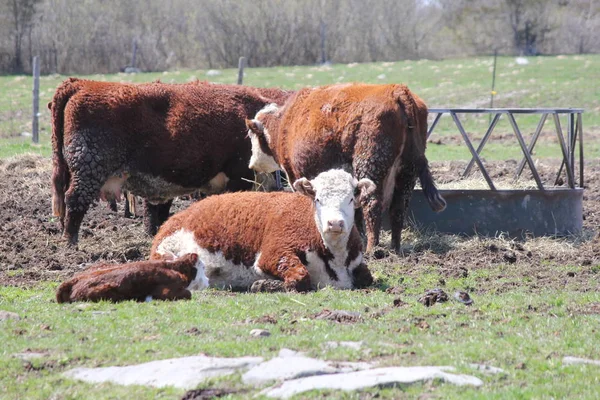 Hereford cow and calf in a small enclosed feeding area.
