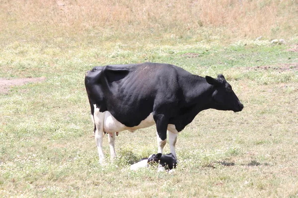 Holsteinische Kuh Und Kalb Frühsommer Auf Kleinem Umzäunten Gelände — Stockfoto