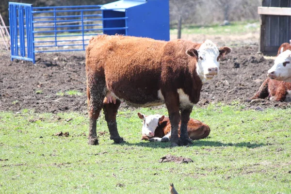 Vaca Ternera Hereford Una Pequeña Zona Alimentación Cerrada — Foto de Stock