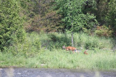  Kapak Woods yakınındaki küçük bir su akışı içine Beyaz kuyruklu geyik Doe ve açık kahverengi başlığı