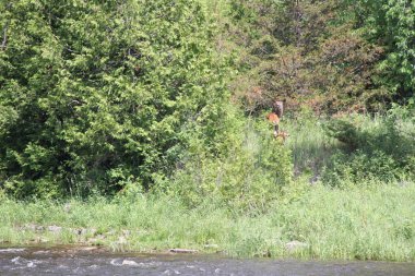  Kapak Woods yakınındaki küçük bir su akışı içine Beyaz kuyruklu geyik Doe ve açık kahverengi başlığı