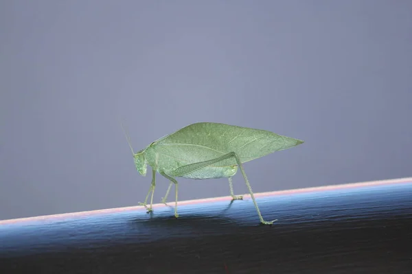 Skinny Pequeno Bug Folha Verde Cima Corrimão Metal — Fotografia de Stock