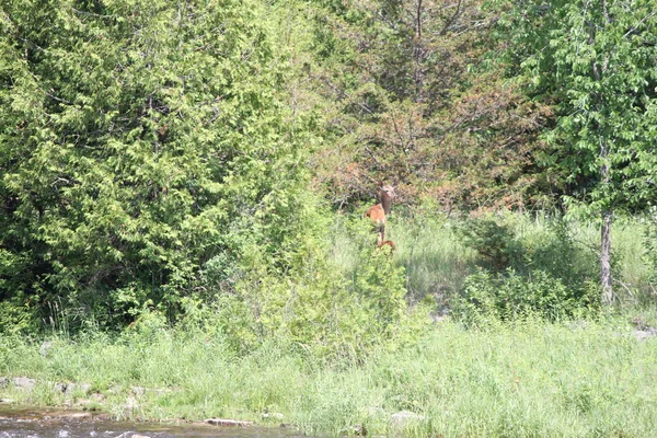 Vit Svans Rådjur Doe Och Fawn Rubrik Omslaget Till Skogen — Stockfoto