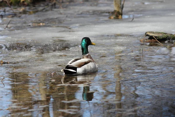 Wilde Eend Drake Drijvend Een Ontdooide Gedeelte Van Water Plas — Stockfoto