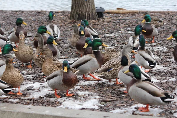 Una Pequeña Bandada Mallard Drakes Gallinas Descansando Una Zona Semiseca — Foto de Stock