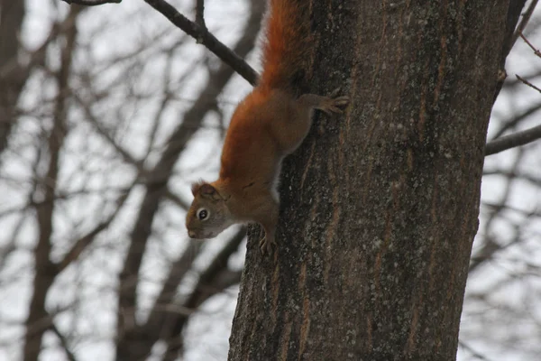 Rotes Eichhörnchen Tamiasciurus Hudsonicus Rotes Eichhörnchen Tamiasciurus Hudsonicus Auf Einem — Stockfoto
