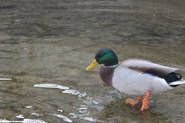 Mallard Duck Drake Permanent Het Ondiepe Water — Stockfoto