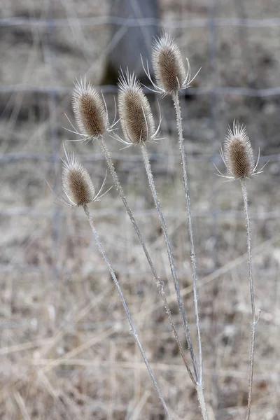 Common Teasel Dipsacus Its Winter State Dieback Displaying Dead Conical — Stock Photo, Image
