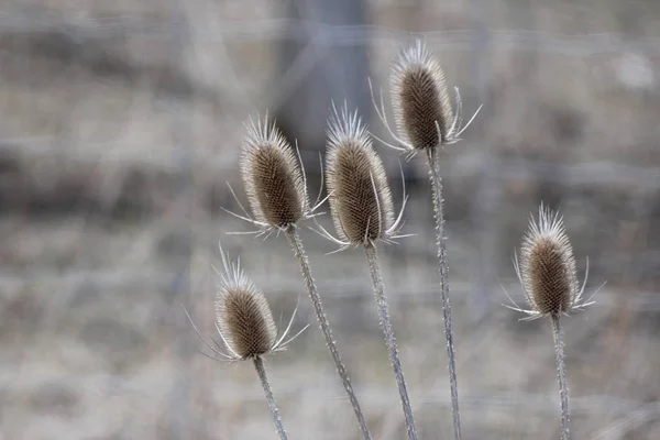 Dipsacus Běžný Teasel Zimním Stavu Kde Nachází Mrtvá Kuželovitá Květinová — Stock fotografie