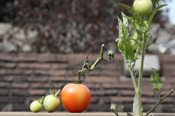 Tomaten Verschiedenen Wachstumsstadien Aus Töpfen Auf Der Veranda Des Hauses — Stockfoto