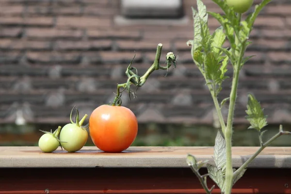 Ντομάτες Διάφορα Στάδια Της Ανάπτυξης Από Γλάστρες Ένα Σπίτι Βεράντα — Φωτογραφία Αρχείου