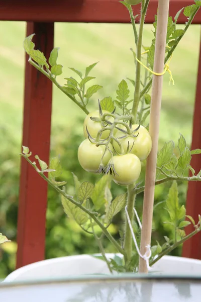 Los Tomates Las Etapas Distintas Del Crecimiento Las Ollas Pórtico — Foto de Stock