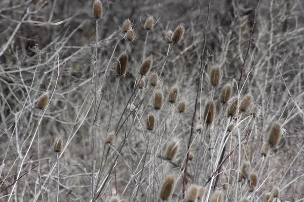 Teasel Dipsacus Fullonum Bitkileri Kış Aylarında Ölü Konik Çiçek Başları — Stok fotoğraf