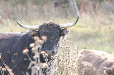 Uzun otlar ve çapak bitkilerin bir alanda uzun saçlı siyah, çapaklar saçlarına mat. 