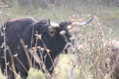 Uzun otlar ve çapak bitkilerin bir alanda uzun saçlı siyah, çapaklar saçlarına mat. 