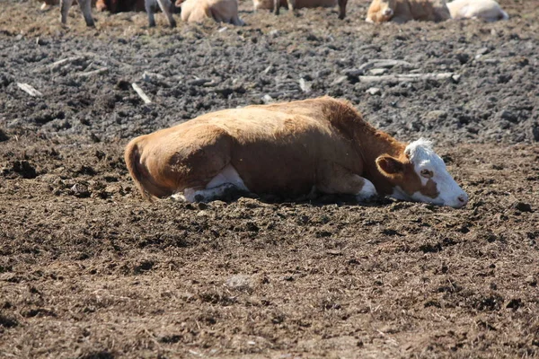 Vaca Acostada Área Despejada Una Pequeña Área Contención —  Fotos de Stock