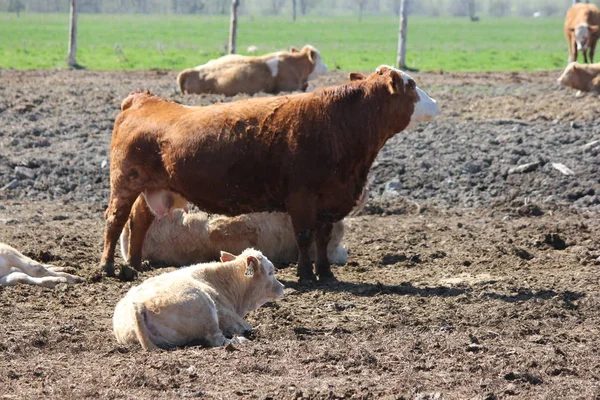 Calf Lying Cleared Area Small Holding Area — Stock Photo, Image