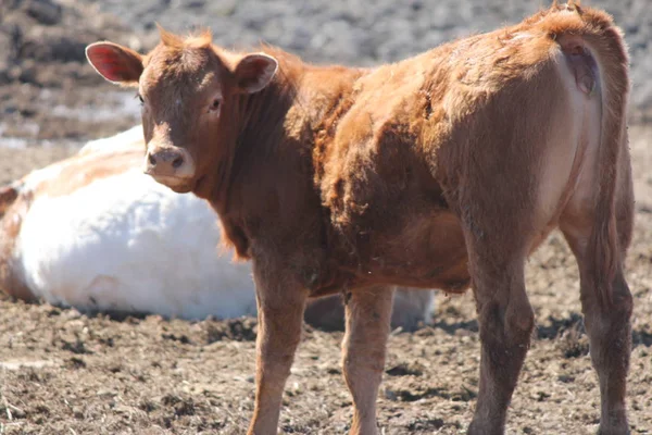 Pieni Ruskea Lehmä Seisoo Pienellä Odotusalueella — kuvapankkivalokuva