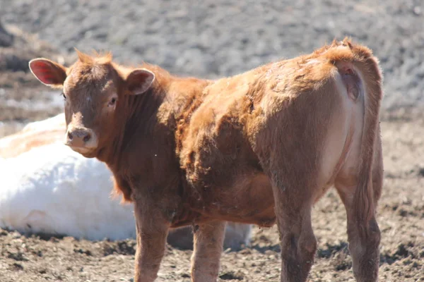 Kleine Bruine Koe Staand Een Klein Vasthoud Gebied — Stockfoto