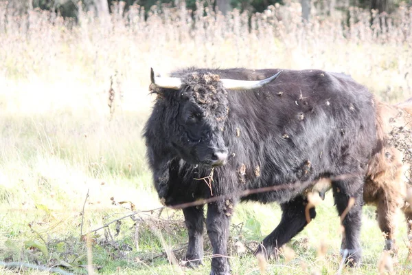 Vache Noire Poils Longs Dans Champ Herbes Longues Plantes Bavures — Photo