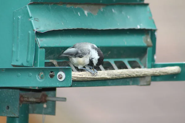 Capped Чорний Chickadee Poecile Atricapillus Задньому Дворі Годівниці Птахів Невеликий — стокове фото