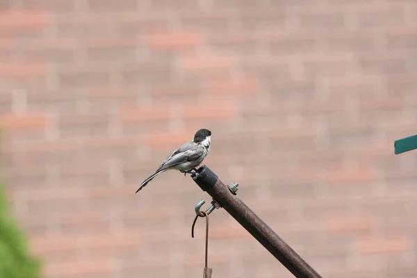 Cizolimitovaný Chickadee Poecile Atricapillus Konci Podpůrné Paže Krmítka Zadním Dvoře — Stock fotografie