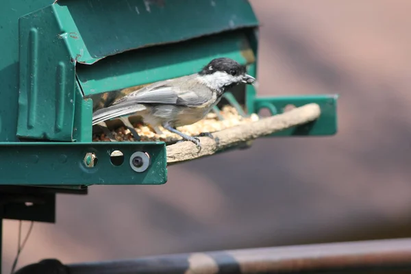 Black Capped Chickadee Poecile Atricapillus Alimentador Pássaros Quintal Pequeno Pássaro — Fotografia de Stock
