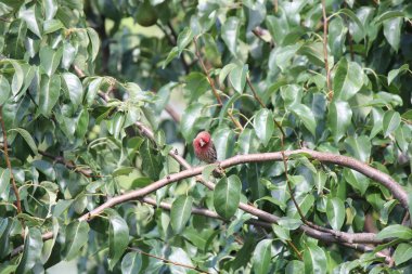 Erkek ev Finch eski bir yapraklı ağacın bir şube üzerinde yer alan.