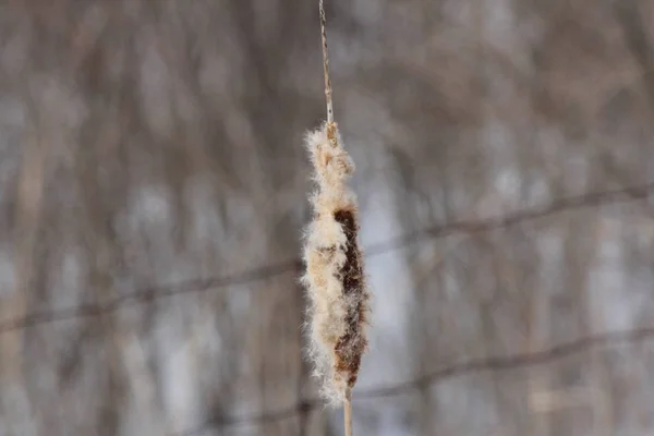 Todavía Estado Invernal Nieve Suelo Principios Primavera Follaje Del Cattail —  Fotos de Stock